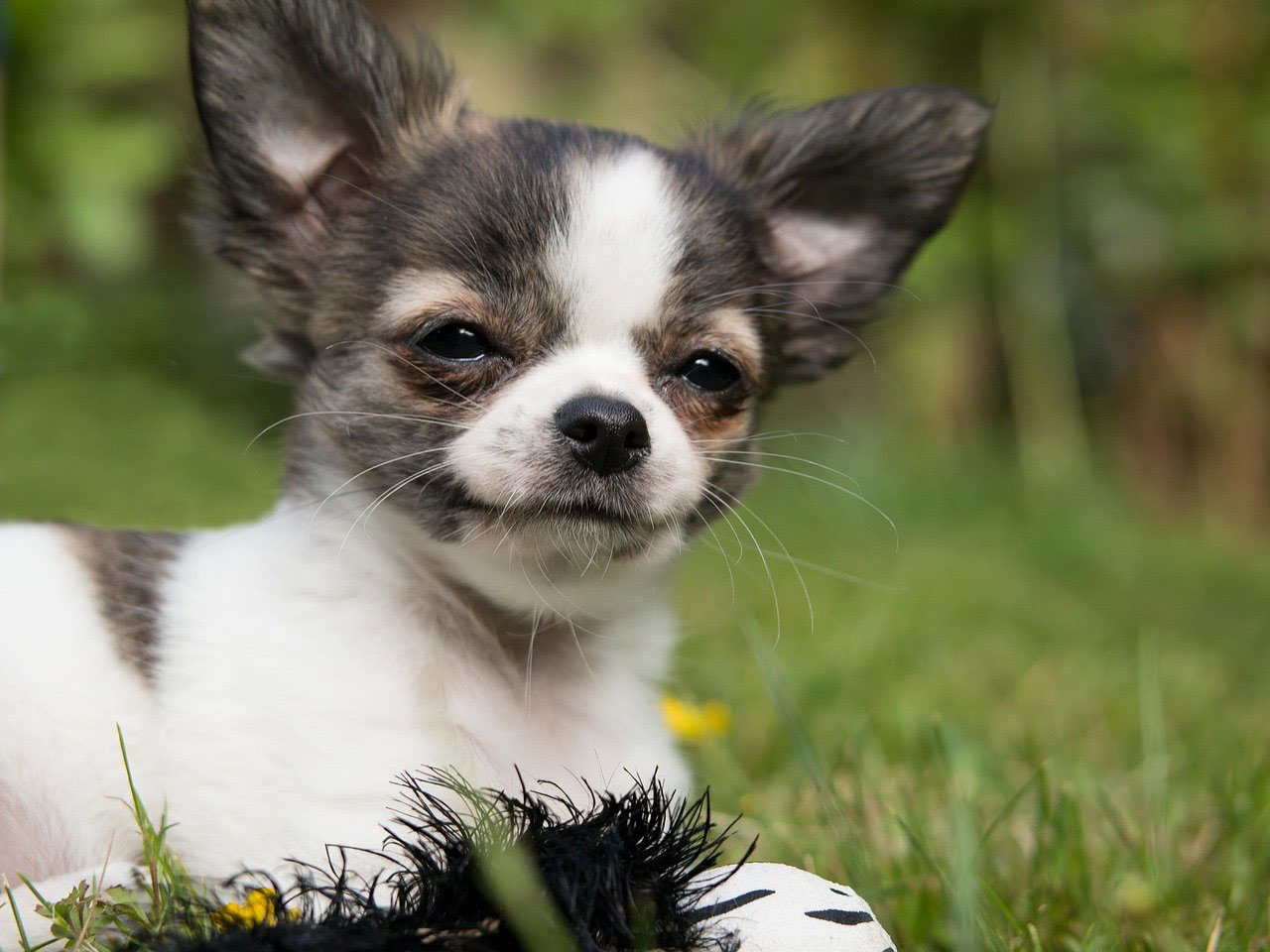 Manchas lacrimais no Chihuahua | Causas, Prevenção e Tratamento