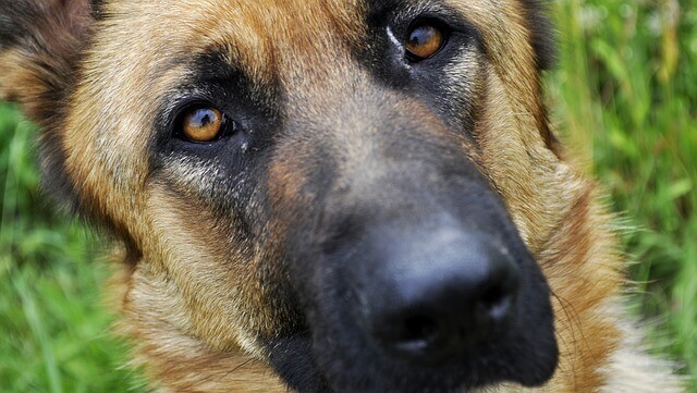 Manchas nebulosas no olho de um cão