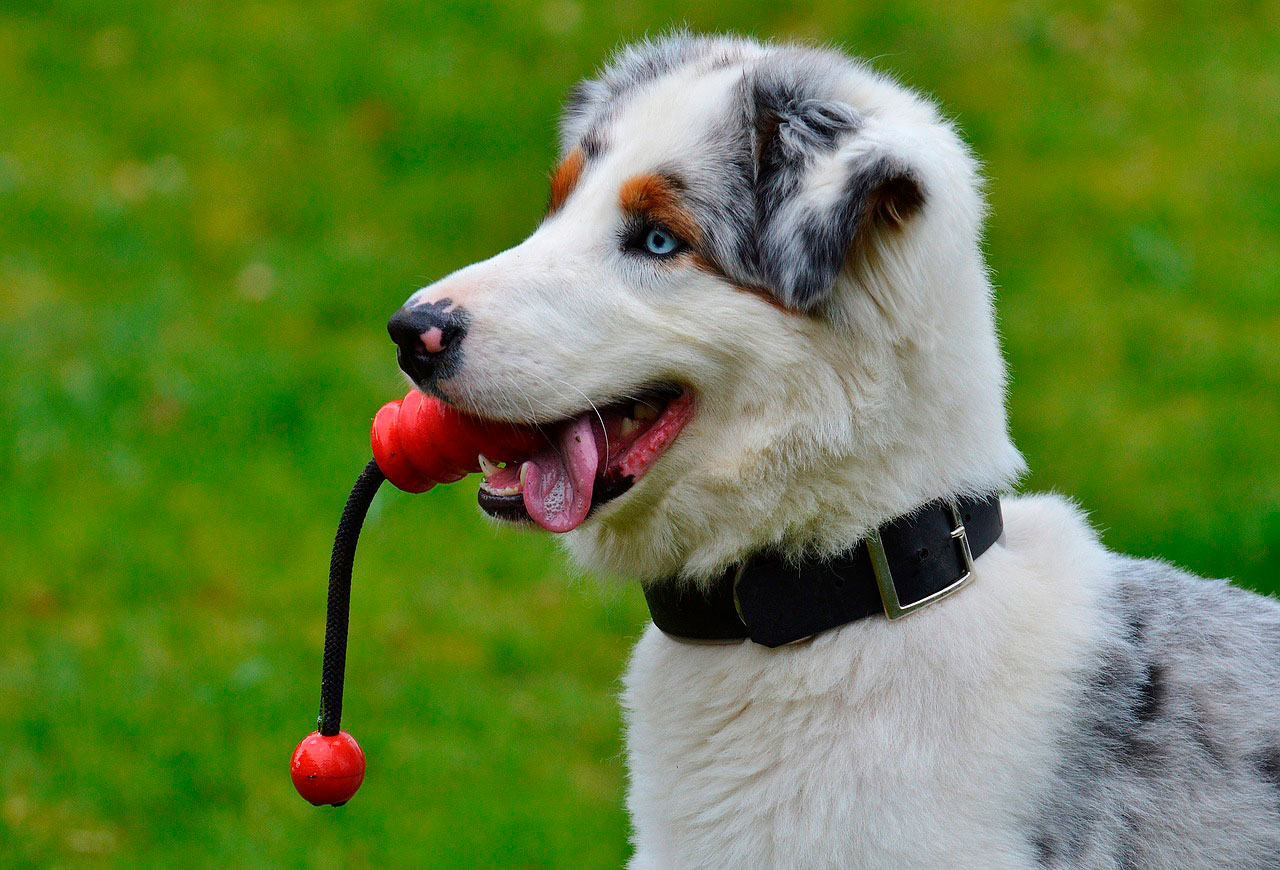 Maneiras de manter seu cão feliz e saudável