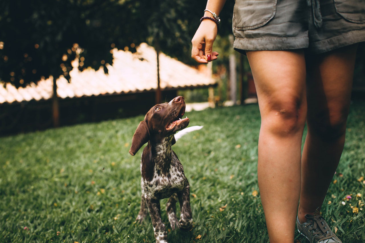 Mantenha esses três alimentos longe do seu cão