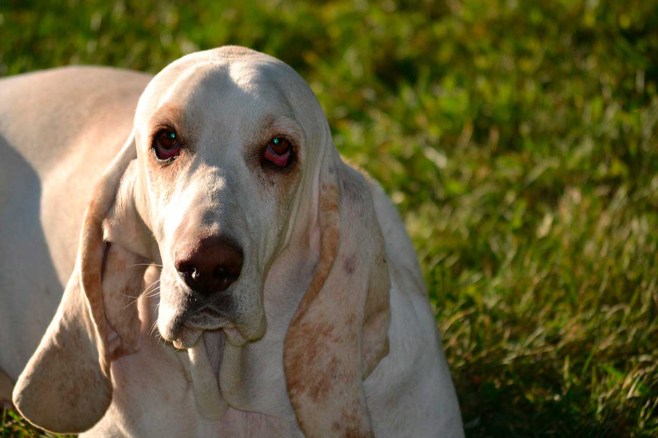 Cães com displasia do cotovelo | Massagem pode ajudar?