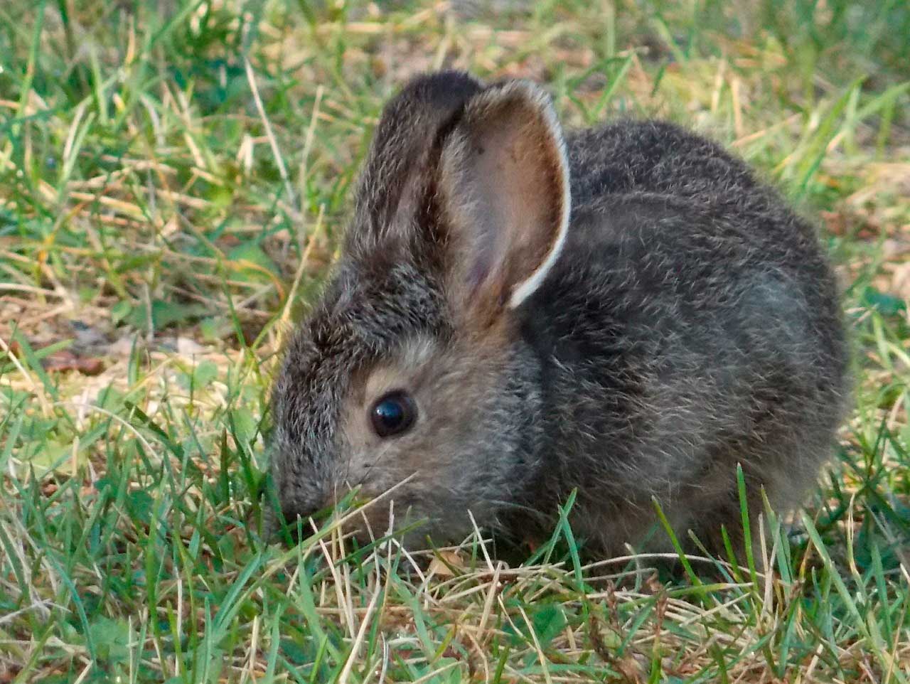 Mastite cística e séptica em coelhos