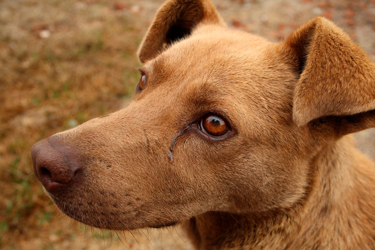 Mau cheiro no cachorro | Causas e Sintomas