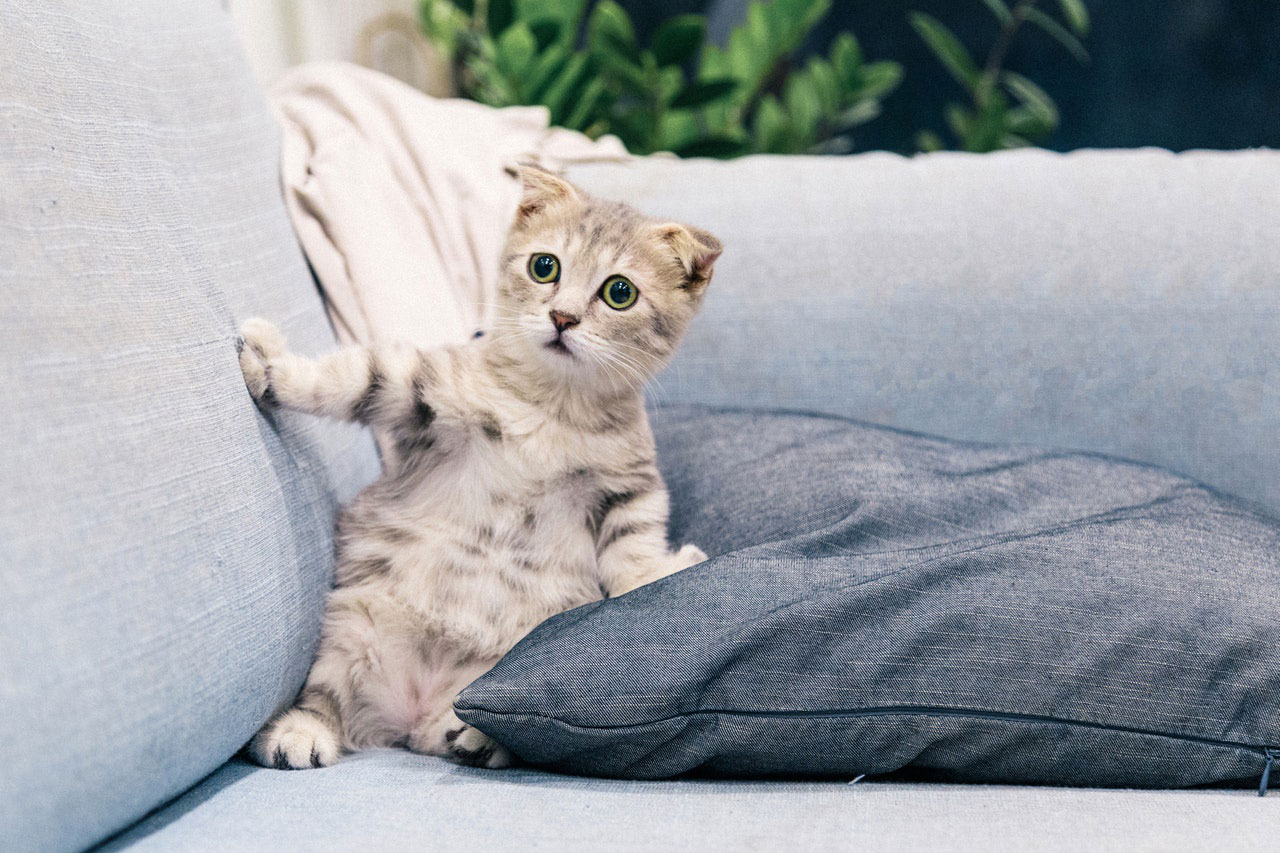 Medicamentação líquida para gatos | Como dar o remédio