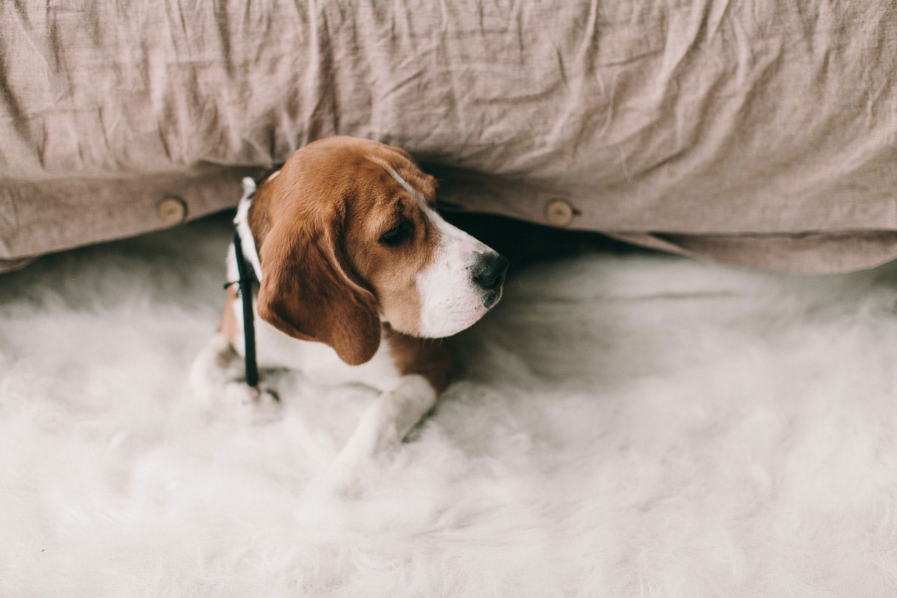 Medicamentos para dor para cães