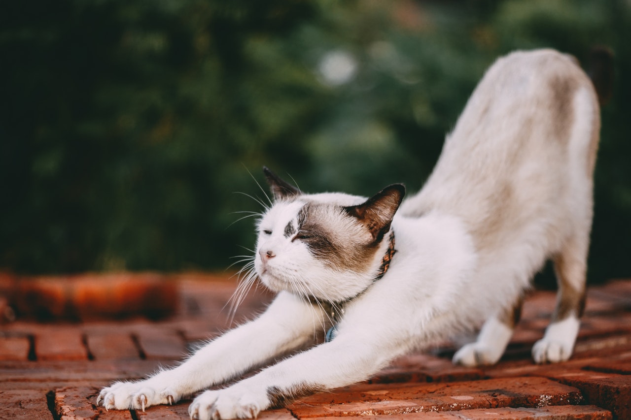 Megacólon em gatos | Causas, Sintomas e Tratamento