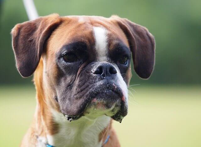 Melhor comida de cachorro para a raça Boxer