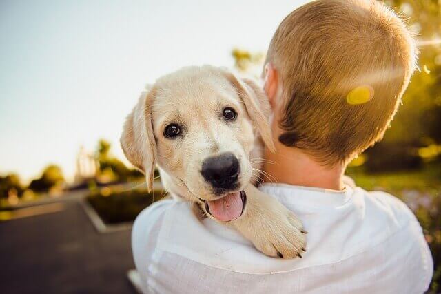 Meu cachorro é feliz?