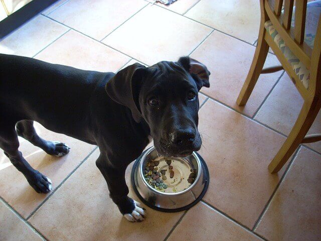 Meu cachorro pode comer comida de gato?