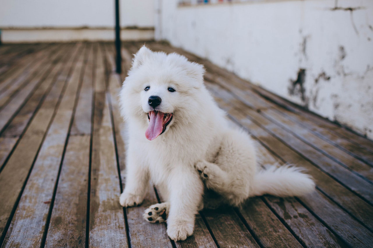 Meu cachorro pode ser alérgico à comida dele?