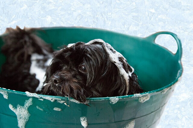 Meu cachorro pode usar shampoo humano?