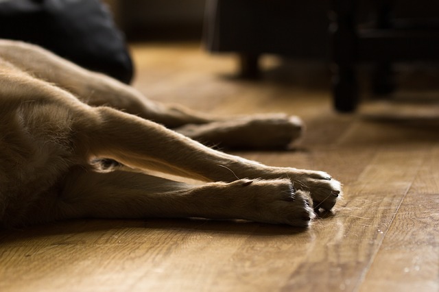 Meu cão tem pus (corrimento) saindo do seu pênis