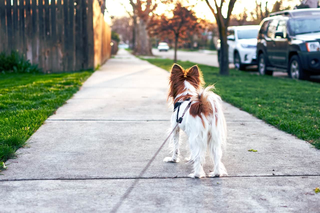 Meu Pet parou de andar | Causas e O que fazer