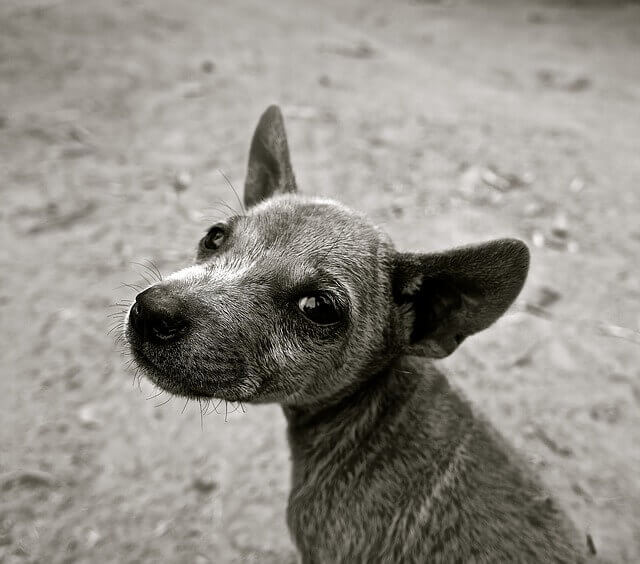  Micose em cães