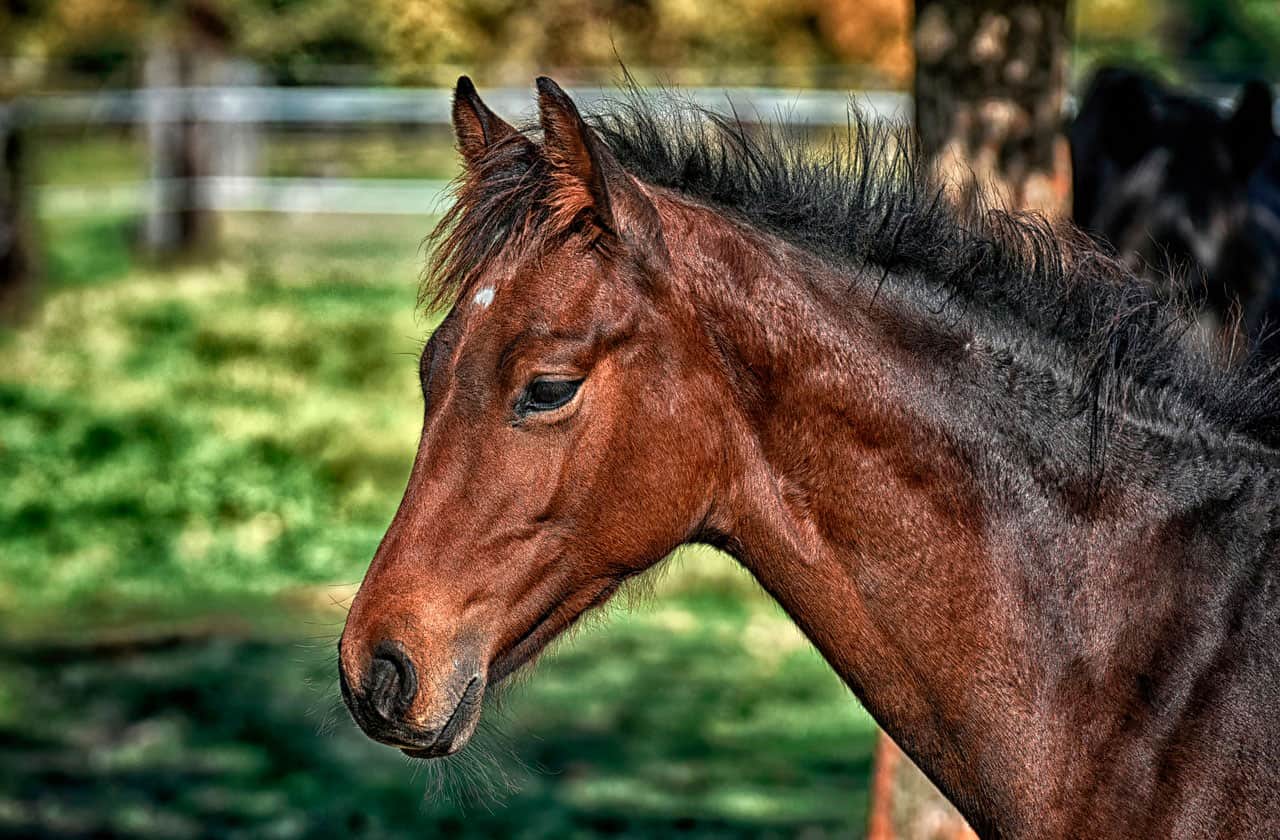 Contusão em cavalos | Causas, Sintomas e Tratamento