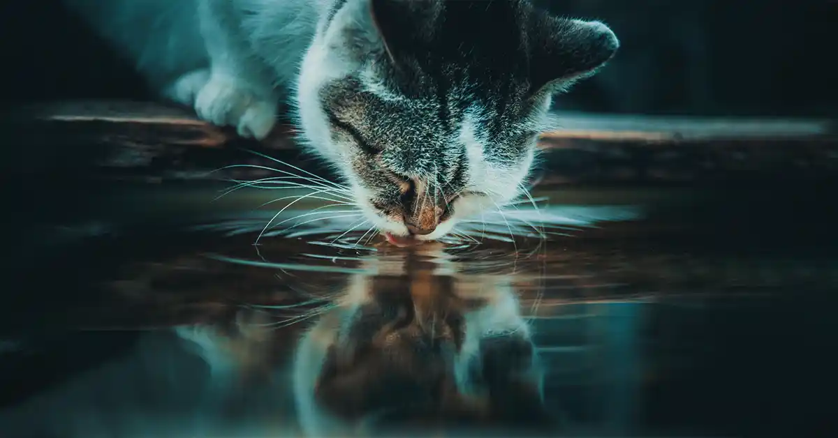 É normal o Gato tomar muita Água?