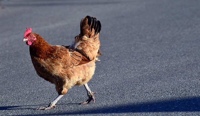 O meu cão é alérgico a frango? 