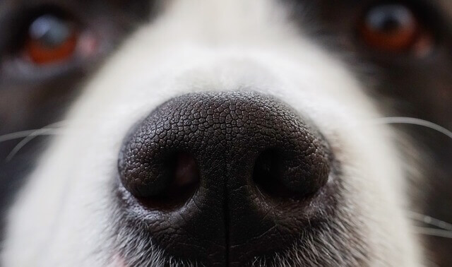 O nariz do meu cão adulto é seco e quente. Devo estar preocupado com o nariz seco?