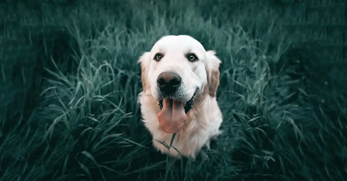 O que dar para cachorro comer além da ração?