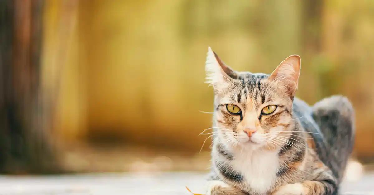 O que dar para Gato com dor de barriga?