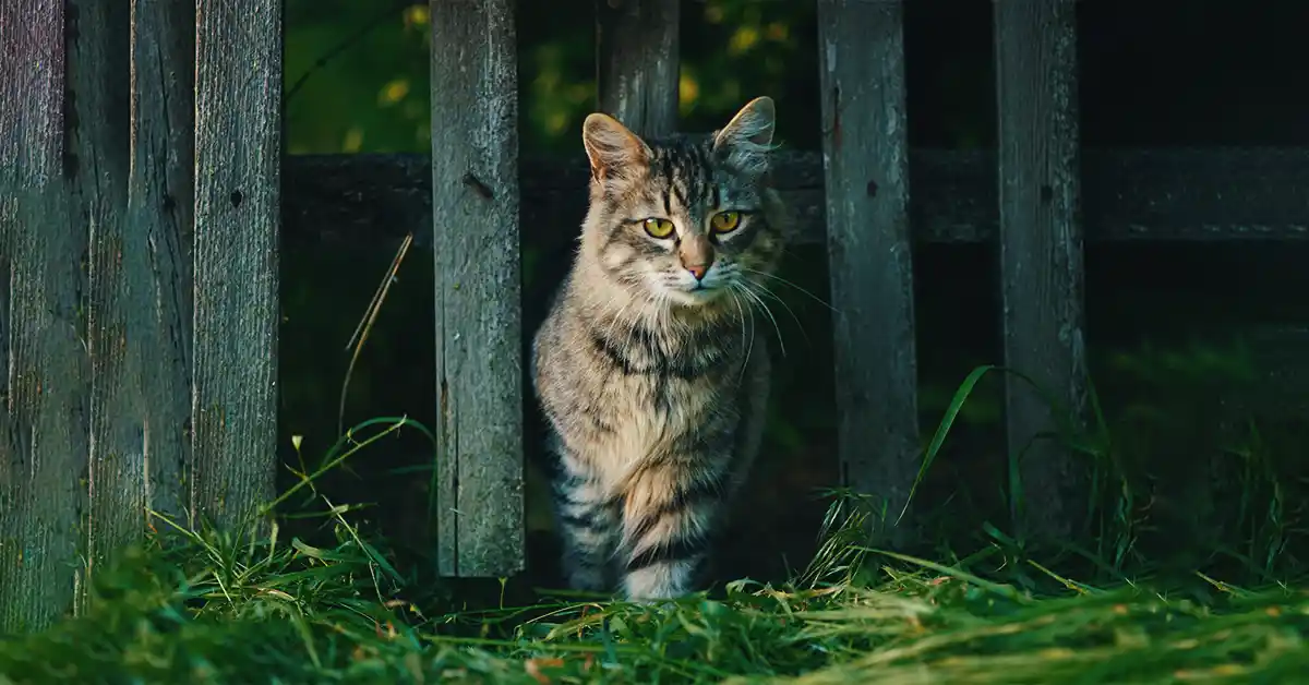 O que fazer se meu gato comer algo que não deve?