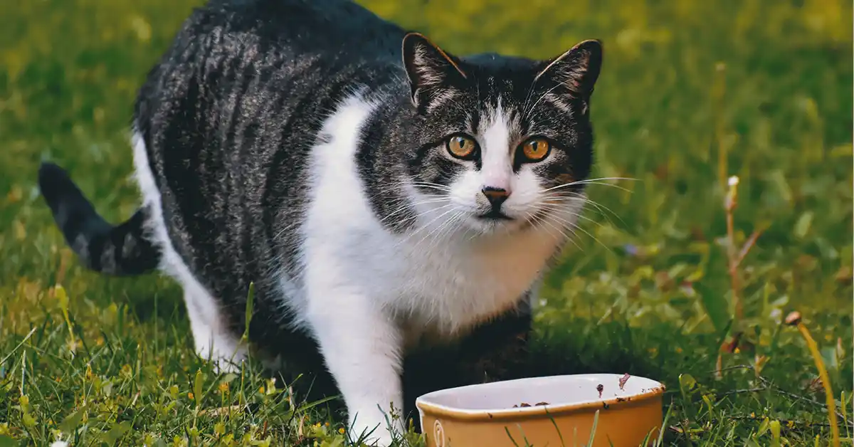 O que os gatos podem comer, além da ração?
