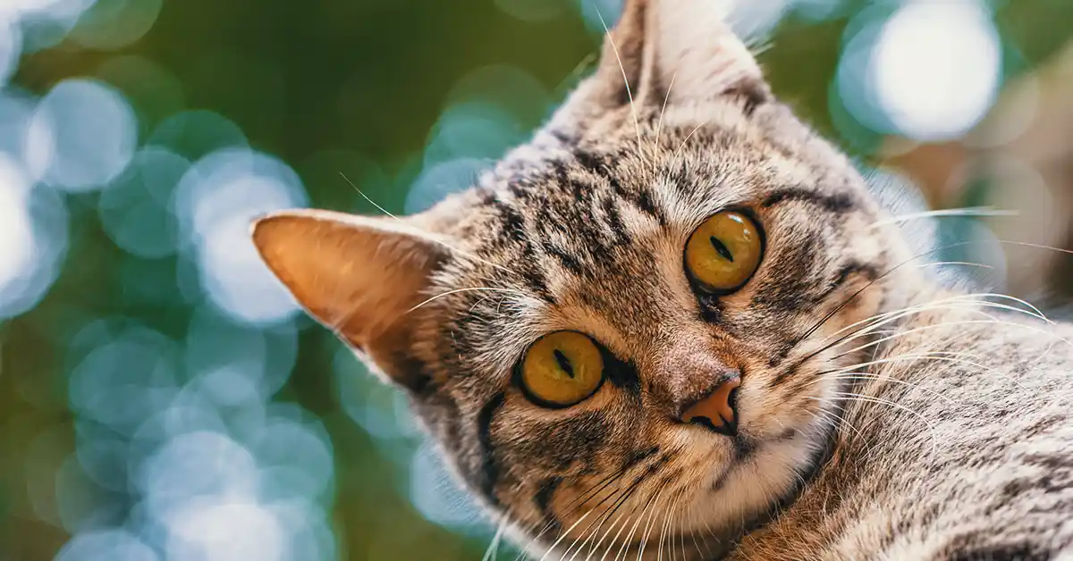 O que significa Gato com Pupila Dilatada?