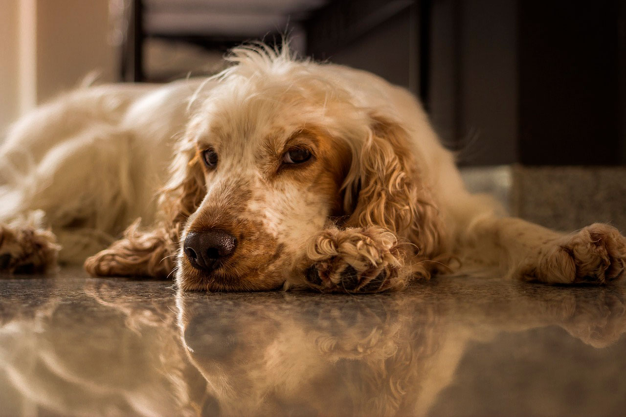 O que significa tremor e sacudir em Cocker Spaniels?