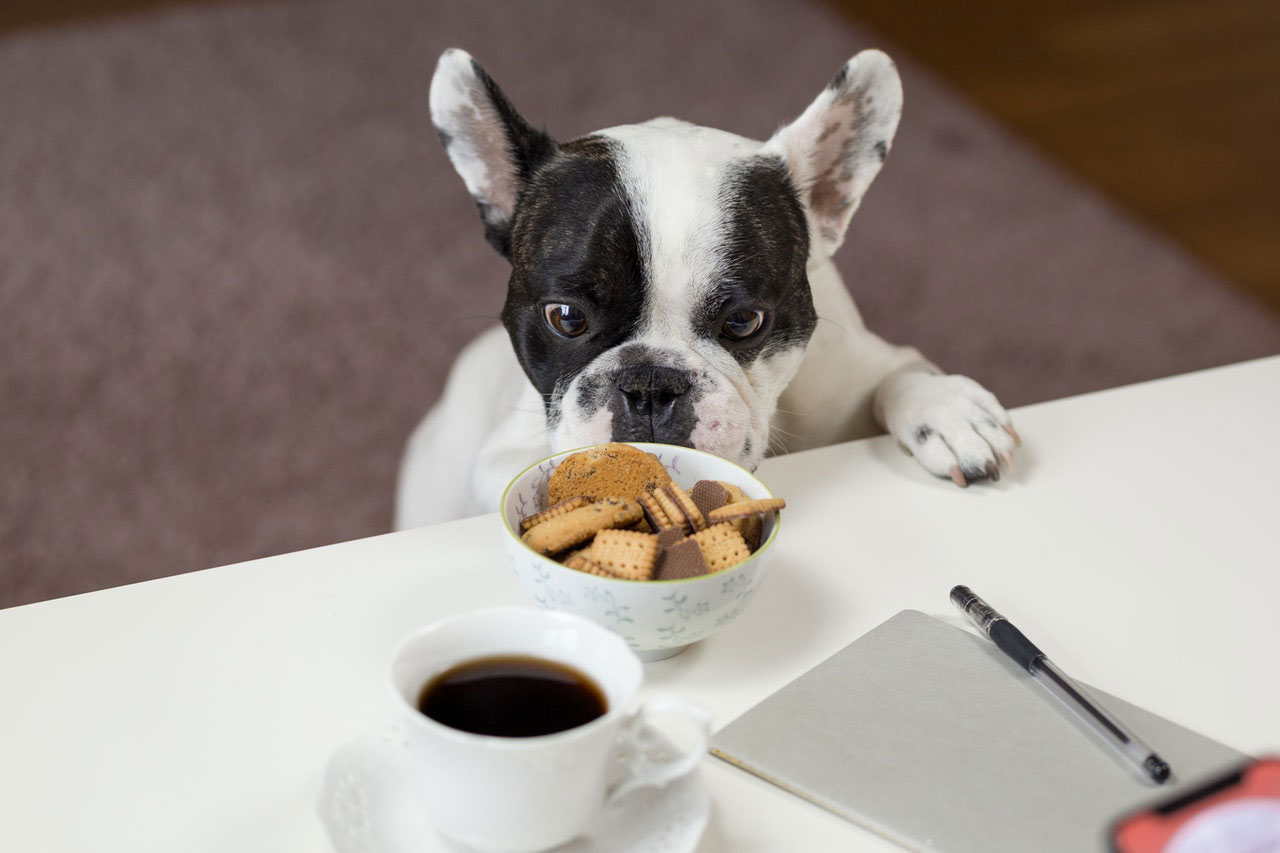 O que você precisa saber sobre comida de cachorro