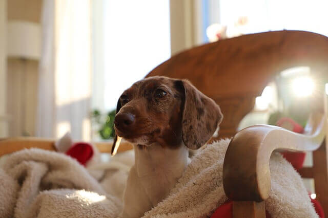 8 maneiras de ajudar os cães com dor nas costas