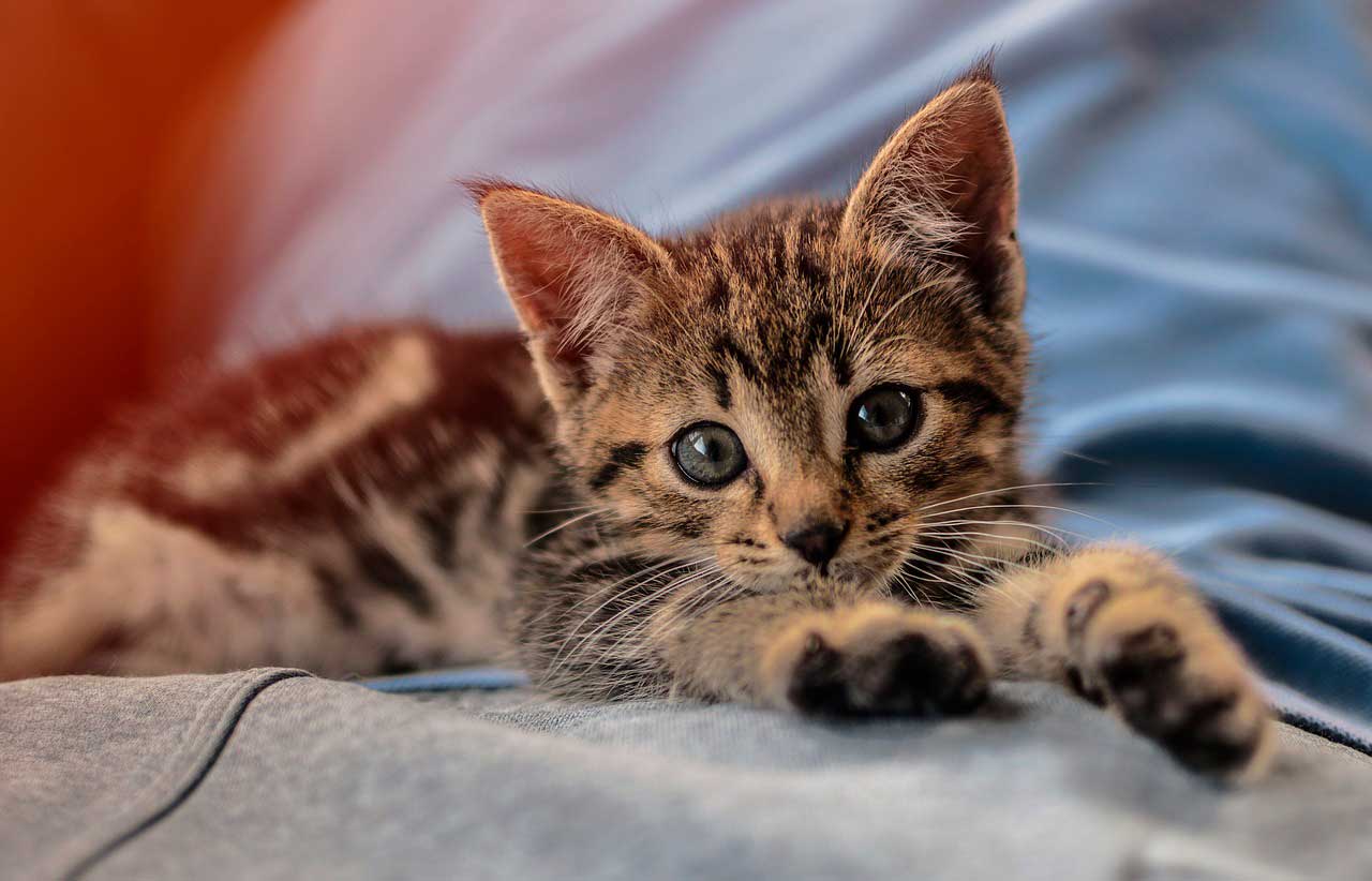 Óleo de cártamo para gatos