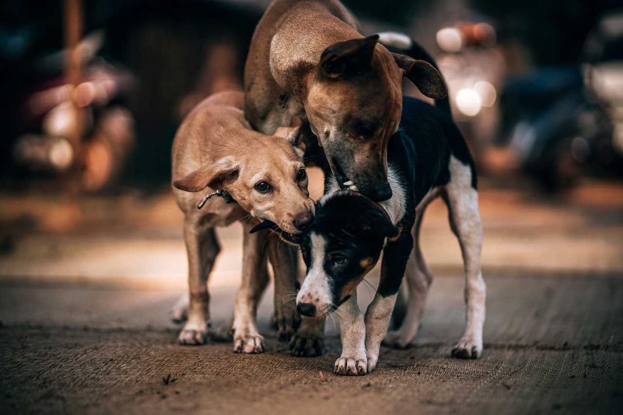 Óleos essenciais para cães