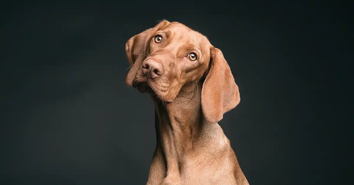 Ondansetrona para Cachorro: Cachorros podem tomar Ondansetrona?