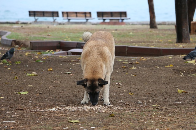 Os cães podem comer arroz integral?