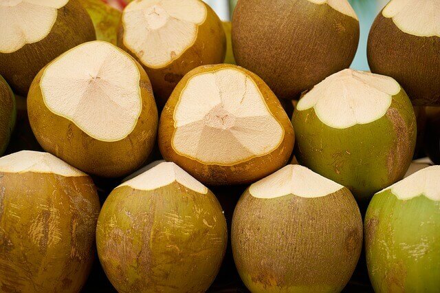 Os cães podem comer coco e beber água de coco?