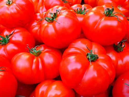 Os cães podem comer tomates?