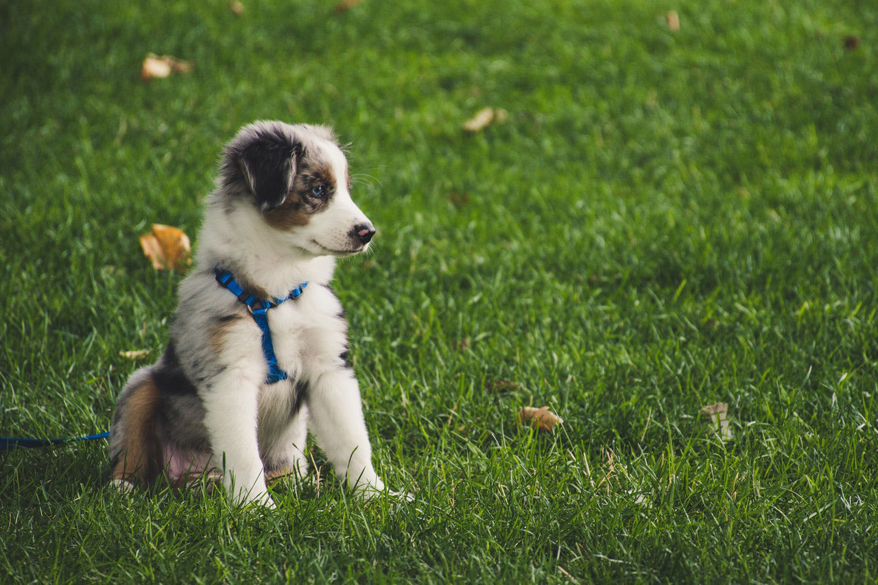 Os cães podem nascer com Parvo?