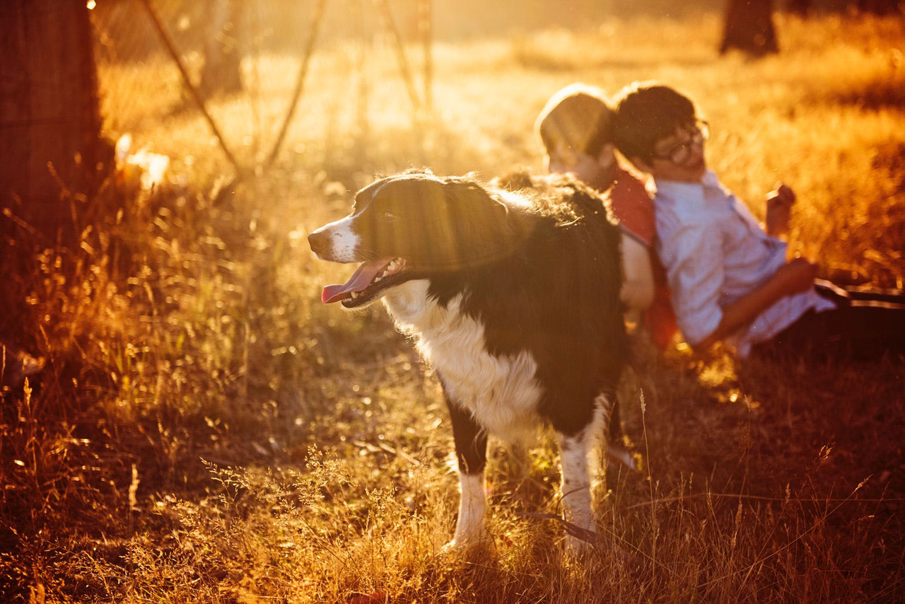 Os cães podem sentir cócegas?