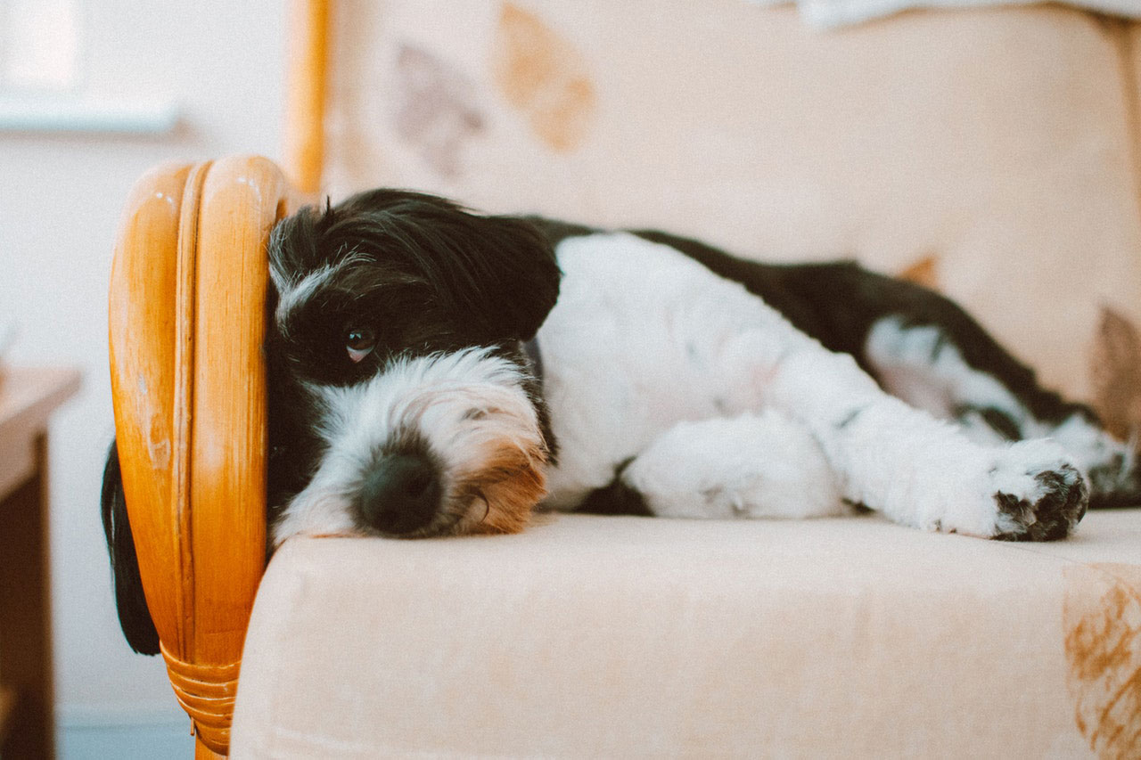 Cães e Sono | Os cães têm pesadelos?