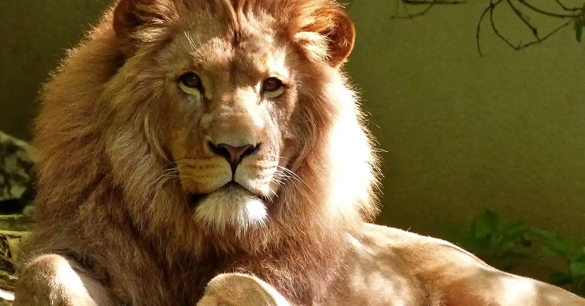 Os gatos domésticos estão relacionados aos grandes felinos?