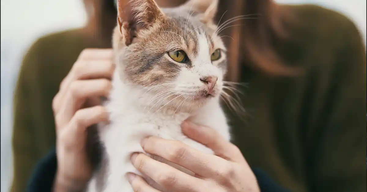 Os gatos são possessivos com seus donos?