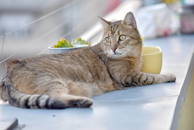 Os gatos têm uma boa memória?