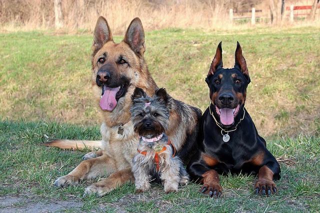 Panosteíte em cães | Os cães experimentam dores de crescimento?