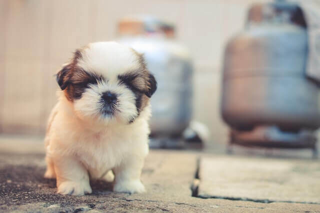 Parvovírus em cães