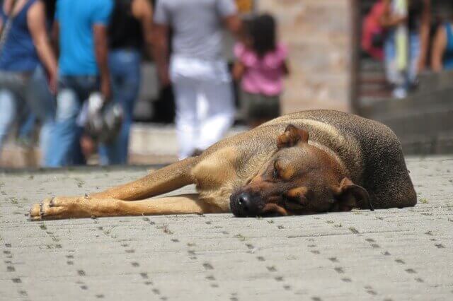 Parvovírus em cães