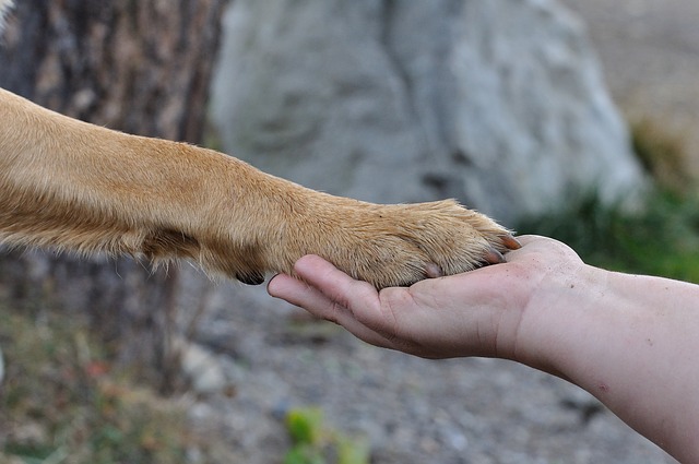 Patas inchadas em cães