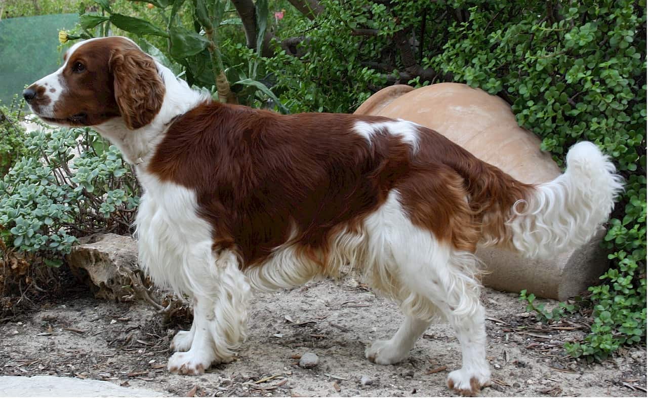 Pele flácida (astenia cutânea) em cães | Causas, Sintomas e Tratamento