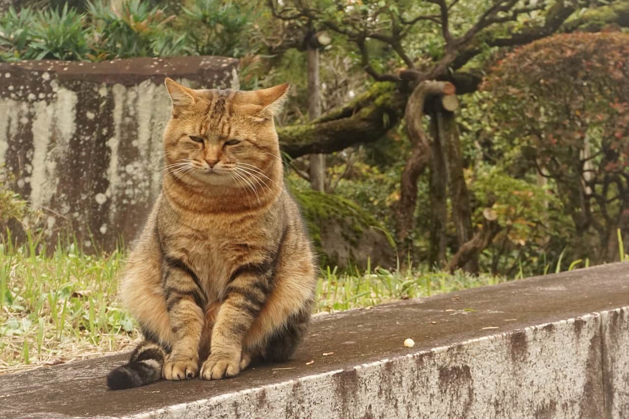 Penicilina para gatos | Usos, Administração e Ação