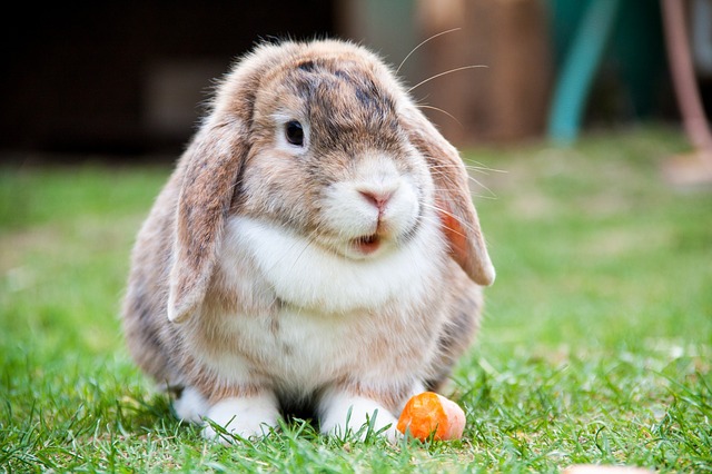 Perda de apetite em coelhos de estimação