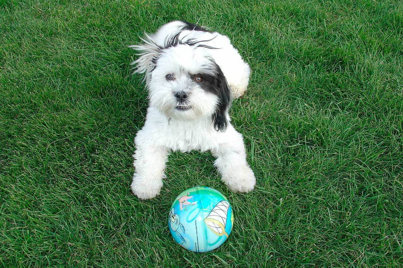 Personalidade do cão da raça Shih Tzu